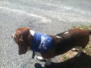 In honor of the National Championship game tonight and my friend, Blair, I am officially rooting for the CATS tonight - and her dog, Dudley is too! I give you, the basset hound Cats fan! 